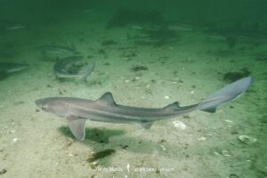 North Pacific Spiny Dogfish, Squalus suckleyi. Until recently, thought to be a regional variant of Squalus acanthias. Quadra Island, Salish Sea, Canada, North Pacific.