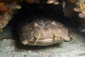 Northern Wobbegong, Orectolobus wardi. Aka Ward’s wobbegong. Exmouth, Western Australia, Indian Ocean.
