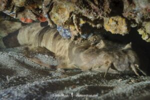 Northern Wobbegong, Orectolobus wardi. Aka Ward’s wobbegong. Exmouth, Western Australia, Indian Ocean.
