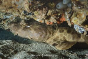 Northern Wobbegong, Orectolobus wardi. Aka Ward’s wobbegong. Exmouth, Western Australia, Indian Ocean.