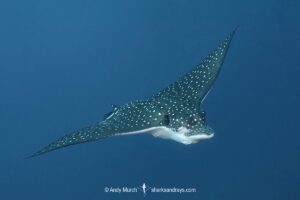 Ocellated Eagle Ray, aka Spotted Eagle Ray, Aetobatus ocellatus. A wide ranging eagle ray from the Indian Ocean and Western Pacific Ocean. Previously considered conspecific with the whitespotted eagle ray, aetobatus narinari. Nuku Hiva, Marquesa Islands, French Polynesia.