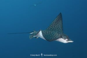 Ocellated Eagle Ray, aka Spotted Eagle Ray, Aetobatus ocellatus. A wide ranging eagle ray from the Indian Ocean and Western Pacific Ocean. Previously considered conspecific with the whitespotted eagle ray, aetobatus narinari. Nuku Hiva, Marquesa Islands, French Polynesia.