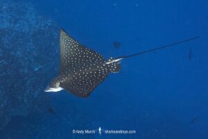 Ocellated Eagle Ray, aka Spotted Eagle Ray, Aetobatus ocellatus. A wide ranging eagle ray from the Indian Ocean and Western Pacific Ocean. Previously considered conspecific with the whitespotted eagle ray, aetobatus narinari. Nuku Hiva, Marquesa Islands, French Polynesia.