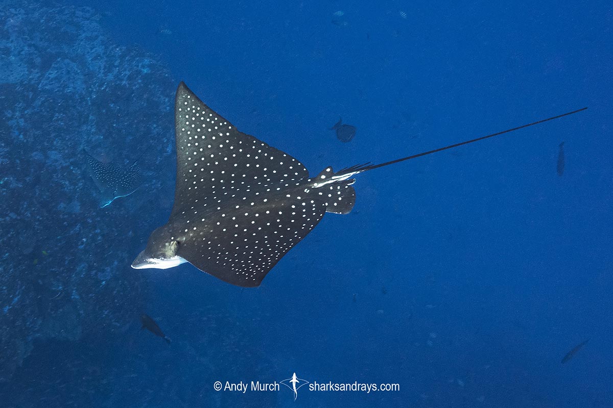 spotted eagle ray facts