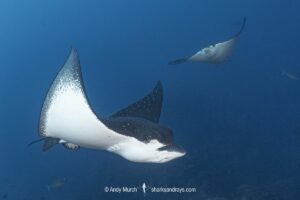 Ocellated Eagle Ray, aka Spotted Eagle Ray, Aetobatus ocellatus. A wide ranging eagle ray from the Indian Ocean and Western Pacific Ocean. Previously considered conspecific with the whitespotted eagle ray, aetobatus narinari. Nuku Hiva, Marquesa Islands, French Polynesia.
