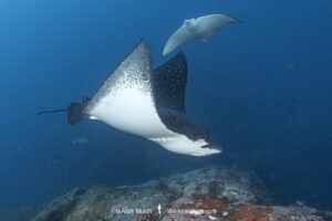 Ocellated Eagle Ray, aka Spotted Eagle Ray, Aetobatus ocellatus. A wide ranging eagle ray from the Indian Ocean and Western Pacific Ocean. Previously considered conspecific with the whitespotted eagle ray, aetobatus narinari. Nuku Hiva, Marquesa Islands, French Polynesia.
