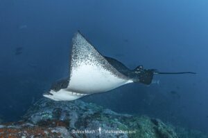 Ocellated Eagle Ray, aka Spotted Eagle Ray, Aetobatus ocellatus. A wide ranging eagle ray from the Indian Ocean and Western Pacific Ocean. Previously considered conspecific with the whitespotted eagle ray, aetobatus narinari. Nuku Hiva, Marquesa Islands, French Polynesia.