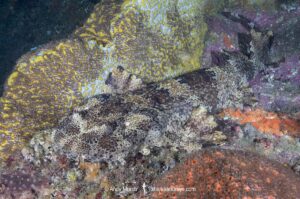 Ornate Wobbegong, Orectolobus ornatus. Aka dwarf ornate wobbegong. Fish Rock, Southwest Rocks, NSW, Australia.