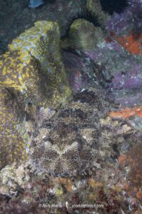 Ornate Wobbegong, Orectolobus ornatus. Aka dwarf ornate wobbegong. Fish Rock, Southwest Rocks, NSW, Australia.