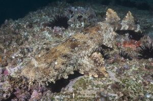 Ornate Wobbegong, Orectolobus ornatus. Aka dwarf ornate wobbegong. Fish Rock, Southwest Rocks, NSW, Australia.