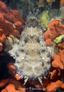 Ornate Wobbegong, Orectolobus ornatus. Aka dwarf ornate wobbegong. Nelson Bay/Port Stephens, NSW, Australia.