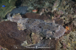 Ornate Wobbegong