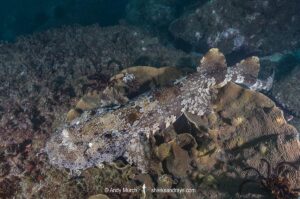 Ornate Wobbegong, Orectolobus ornatus. Aka dwarf ornate wobbegong. Fish Rock, Southwest Rocks, NSW, Australia.