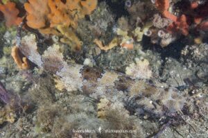 Ornate Wobbegong, Orectolobus ornatus. Aka dwarf ornate wobbegong. Nelson Bay/Port Stephens, NSW, Australia.