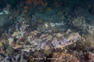 Ornate Wobbegong, Orectolobus ornatus. Aka dwarf ornate wobbegong. Nelson Bay/Port Stephens, NSW, Australia.