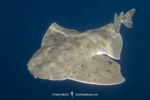 Pacific Angelshark, Squatina californica. Aka Californian Angel Shark. Free swimming at the surface. Catalina Island, Southern California, USA, Eastern Pacific.
