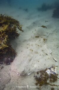 Pacific Angelshark, Squatina californica. Aka Californian Angel Shark. Ventura, California, USA, eastern Pacific Ocean.