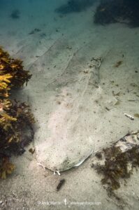 Pacific Angelshark, Squatina californica. Aka Californian Angel Shark. Ventura, California, USA, eastern Pacific Ocean.