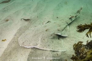 Pacific Angelshark, Squatina californica. Aka Californian Angel Shark. Ventura, California, USA, eastern Pacific Ocean.