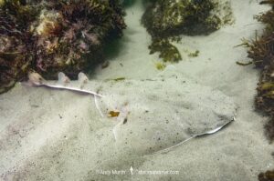 Pacific Angelshark, Squatina californica. Aka Californian Angel Shark. Ventura, California, USA, eastern Pacific Ocean.