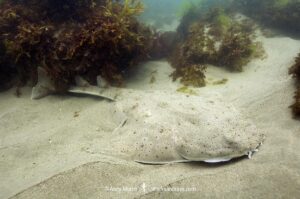 Pacific Angelshark, Squatina californica. Aka Californian Angel Shark. Ventura, California, USA, eastern Pacific Ocean.