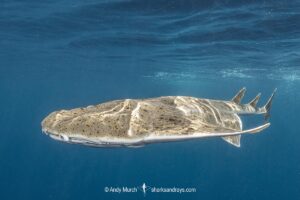 Pacific Angelshark, Squatina californica. Aka Californian Angel Shark. Free swimming at the surface. Catalina Island, Southern California, USA, Eastern Pacific.