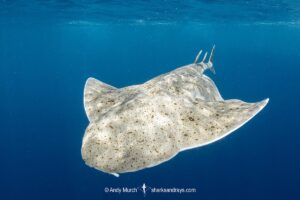 Pacific Angelshark, Squatina californica. Aka Californian Angel Shark. Free swimming at the surface. Catalina Island, Southern California, USA, Eastern Pacific.