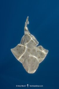 Pacific Angelshark, Squatina californica. Aka Californian Angel Shark. Free swimming at the surface. Catalina Island, Southern California, USA, Eastern Pacific.
