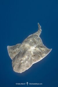 Pacific Angelshark, Squatina californica. Aka Californian Angel Shark. Free swimming at the surface. Catalina Island, Southern California, USA, Eastern Pacific.