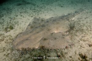 Pacific Angelshark, Squatina californica. Aka Californian Angel Shark. Casino Point, Catalina Island, Southern California, USA, Eastern Pacific.