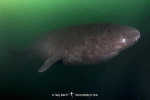 Pacific Sleeper Shark, Somniosus pacificus. A close relative of the Greenland Shark. Prince William Sound, Alaska, North Pacific.