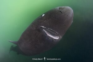 Pacific Sleeper Shark, Somniosus pacificus. A close relative of the Greenland Shark. Prince William Sound, Alaska, North Pacific.