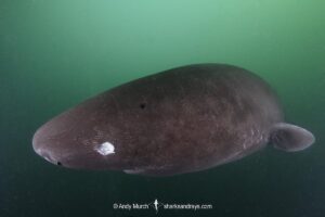 Pacific Sleeper Shark, Somniosus pacificus. A close relative of the Greenland Shark. Prince William Sound, Alaska, North Pacific.