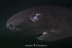 Pacific Sleeper Shark, Somniosus pacificus. A close relative of the Greenland Shark. Prince William Sound, Alaska, North Pacific.