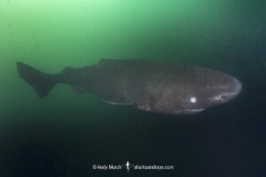 Pacific Sleeper Shark, Somniosus pacificus. A close relative of the Greenland Shark. Prince William Sound, Alaska, North Pacific.