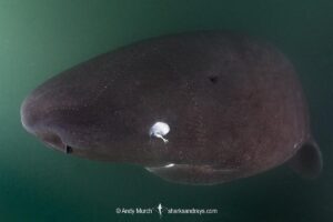 Pacific Sleeper Shark, Somniosus pacificus. A close relative of the Greenland Shark. Prince William Sound, Alaska, North Pacific.