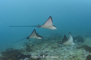 Pacific Eagle Ray