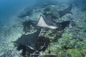Pacific Eagle Ray