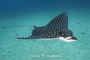 Pacific Eagle Ray, Aetobatus laticeps. Isla Iguana, Panama, Eastern Pacific Ocean.
