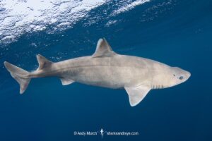 Roughskin Spurdog, Cirrhigaleus asper aka roughskin spiny dogfish. Quetzalito, Eastern Guatemala, Caribbean Sea.
