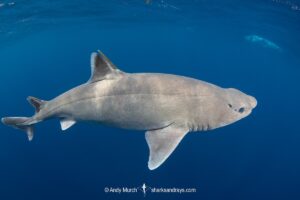 Roughskin Spurdog, Cirrhigaleus asper aka roughskin spiny dogfish. Quetzalito, Eastern Guatemala, Caribbean Sea.
