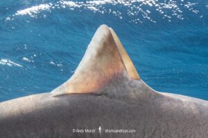 Roughskin Spurdog, Cirrhigaleus asper aka roughskin spiny dogfish. Quetzalito, Eastern Guatemala, Caribbean Sea.
