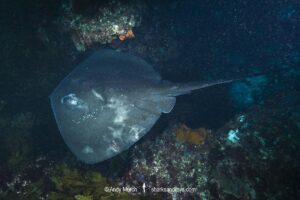 Smooth Stingray, Bathytoshia brevicaudata. Aka shorttail stingray. Rottnest Island, Western Australia.