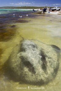 Smooth Stingray, Bathytoshia brevicaudata. Aka shorttail stingray. Hamelyn Bay, Western Australia.