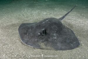 Smooth Stingray, Bathytoshia brevicaudata. Aka shorttail stingray. Tateyama, Chiba, Sea of Japan.