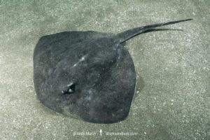 Smooth Stingray, Bathytoshia brevicaudata. Aka shorttail stingray. Tateyama, Chiba, Sea of Japan.