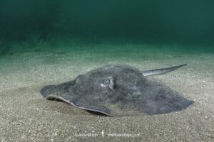 Smooth Stingray, Bathytoshia brevicaudata. Aka shorttail stingray. Tateyama, Chiba, Sea of Japan.