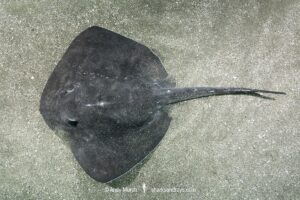 Smooth Stingray, Bathytoshia brevicaudata. Aka shorttail stingray. Tateyama, Chiba, Sea of Japan.