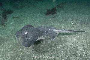Smooth Stingray, Bathytoshia brevicaudata. Aka shorttail stingray. Tateyama, Chiba, Sea of Japan.