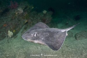 Smooth Stingray, Bathytoshia brevicaudata. Aka shorttail stingray. Tateyama, Chiba, Sea of Japan.
